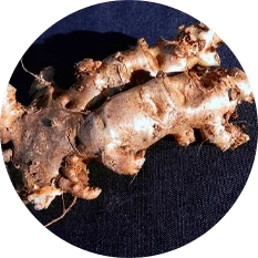 Extracto de raíz de Rhodiola